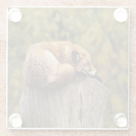 Schlaffuchs-Foto Glasuntersetzer (Rückseite)