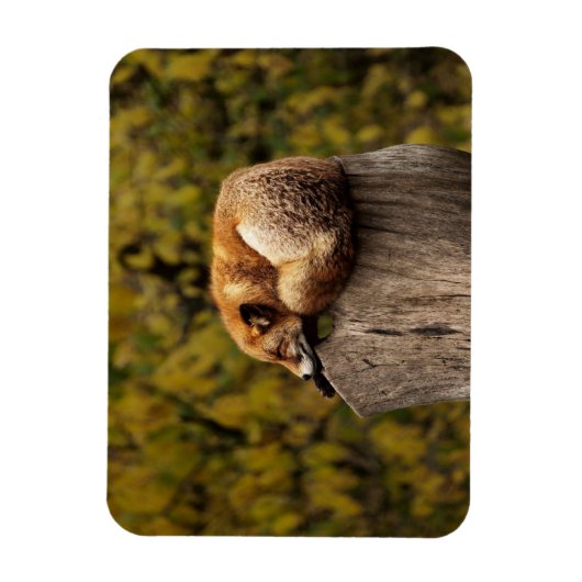 Schlaffuchs-Foto Magnet (Vertikal)