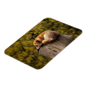 Schlaffuchs-Foto Magnet (Linke Seite)