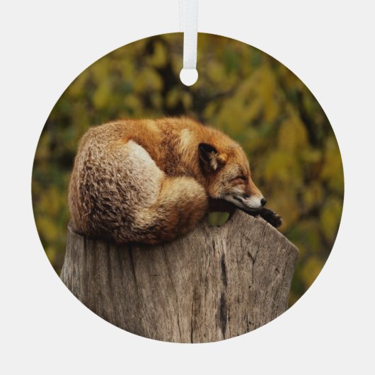 Schlaffuchs-Foto Ornament Aus Glas (Rückseite)