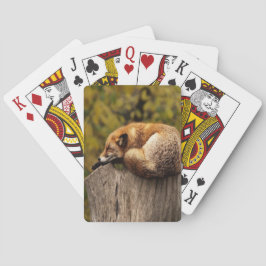 Schlaffuchs-Foto Spielkarten