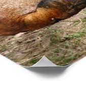 Schlaffuchs Poster (Ecke)