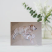 Schlafgolden Retriever Postkarte (Stehend Vorderseite)