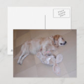 Schlafgolden Retriever Postkarte (Vorne/Hinten)