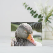 Schlafgoose Postkarte (Stehend Vorderseite)