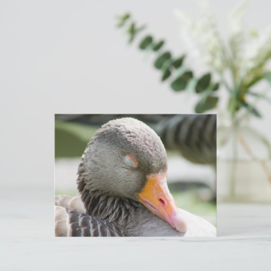 Schlafgoose Postkarte (Stehend Vorderseite)