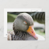 Schlafgoose Postkarte (Vorne/Hinten)