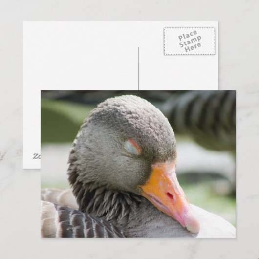 Schlafgoose Postkarte (Vorne/Hinten)