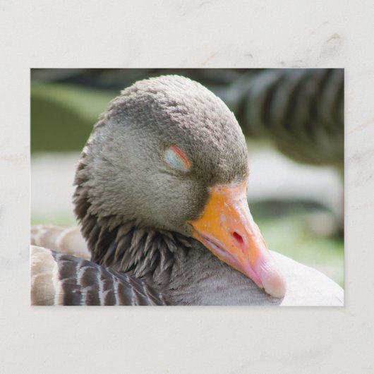 Schlafgoose Postkarte (Vorderseite)