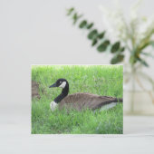 Schlafgoose Postkarte (Stehend Vorderseite)