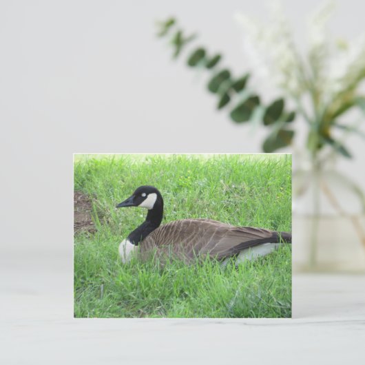 Schlafgoose Postkarte (Stehend Vorderseite)