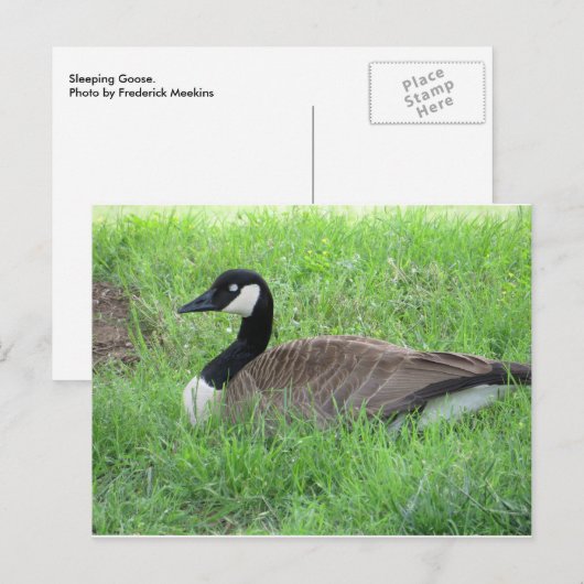 Schlafgoose Postkarte (Vorne/Hinten)