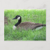 Schlafgoose Postkarte (Vorderseite)