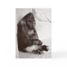 SchlafGorilla-Fotografie