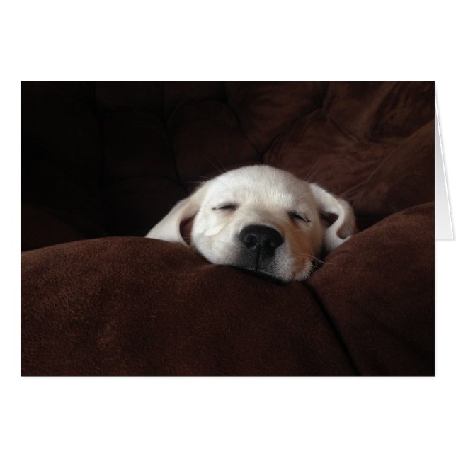 Schlafgracie (Vorderseite (Horizontal))