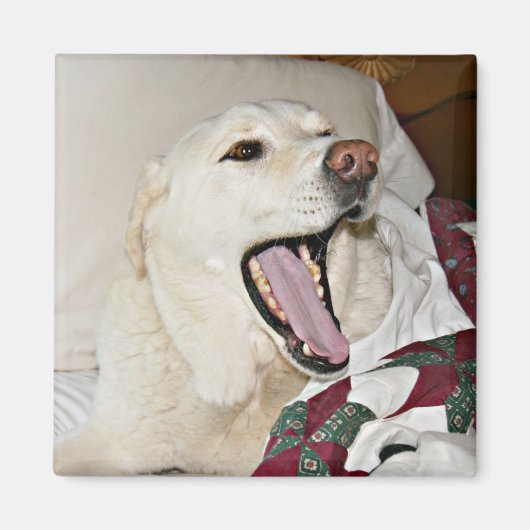 Schlafhund Magnet (Vorne)
