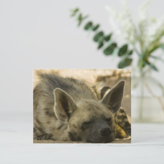 SchlafHyena Postcard Postkarte (Stehend Vorderseite)