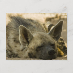 SchlafHyena Postcard Postkarte