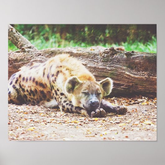 SchlafHyena, Wildlife Fotografy Poster (Vorne)