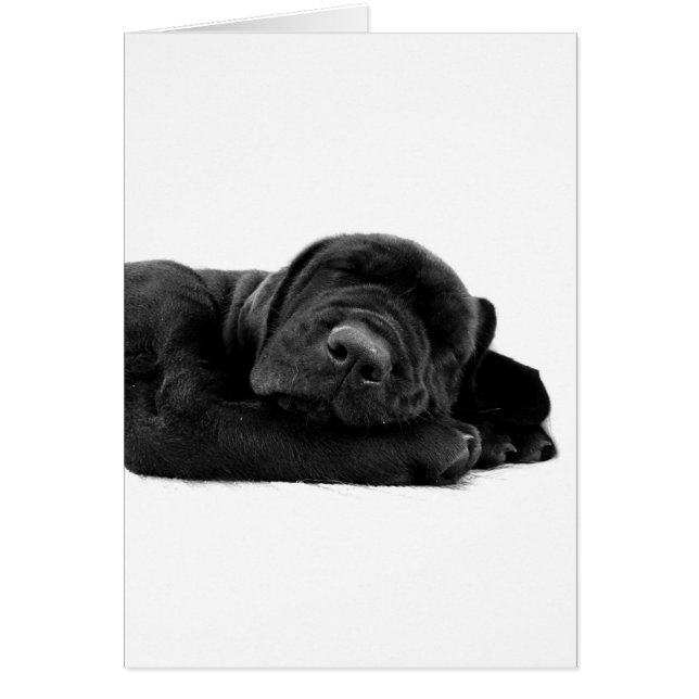 Schlafkarte Labrador (Vorne)