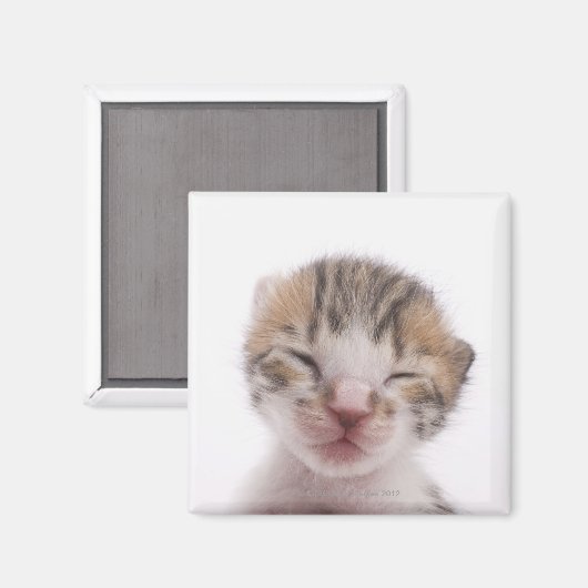 Schlafkätzchen Magnet (Vorderseite/Rückseite)