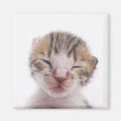 Schlafkätzchen Magnet (Vorne)