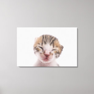 Schlafkätzchen, nah leinwanddruck