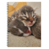 Schlafkätzchen Notizblock (Vorderseite)