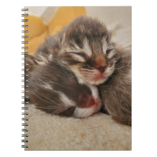 Schlafkätzchen Notizblock