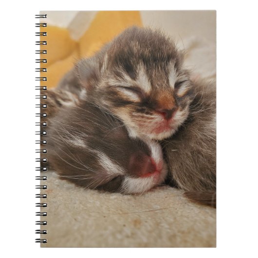 Schlafkätzchen Notizblock (Vorderseite)