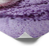 Schlafkätzchen Poster (Ecke)