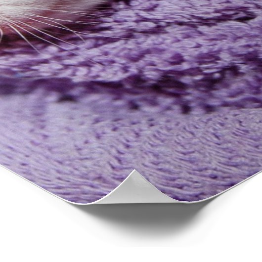 Schlafkätzchen Poster (Ecke)