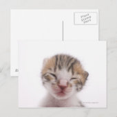 Schlafkätzchen Postkarte (Vorne/Hinten)