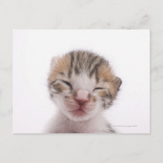 Schlafkätzchen Postkarte (Vorderseite)