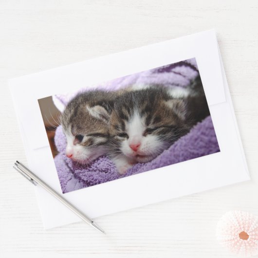 Schlafkätzchen Rechteckiger Aufkleber (Umschlag)