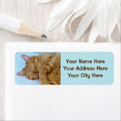 Schlafkatze (Insitu)