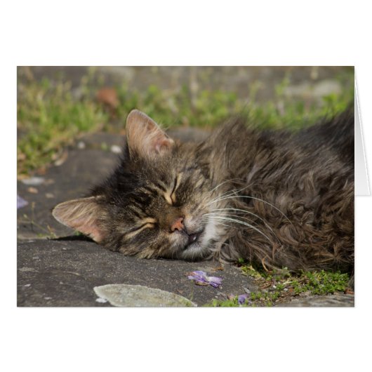 Schlafkatze (Vorderseite (Horizontal))