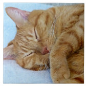 Schlafkatze Fliese (Vorderseite)