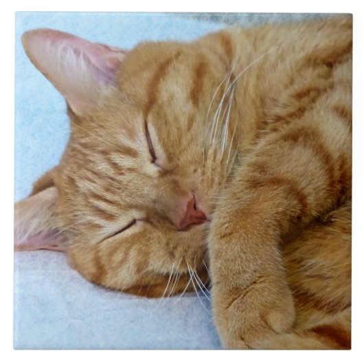 Schlafkatze Fliese (Vorderseite)