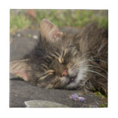 Schlafkatze Fliese (Vorderseite)