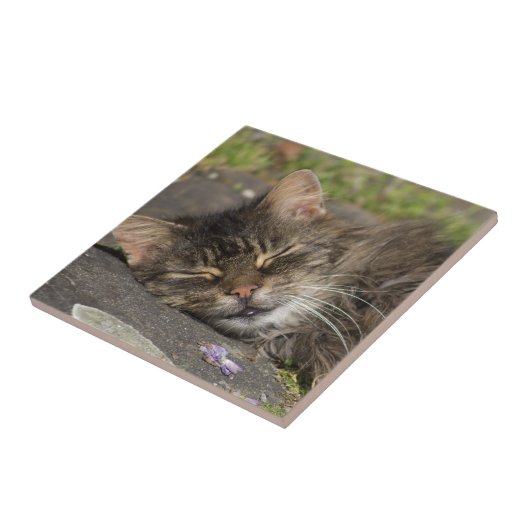 Schlafkatze Fliese (Seite)