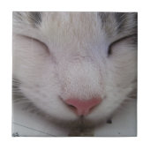 Schlafkatze Fliese (Vorderseite)