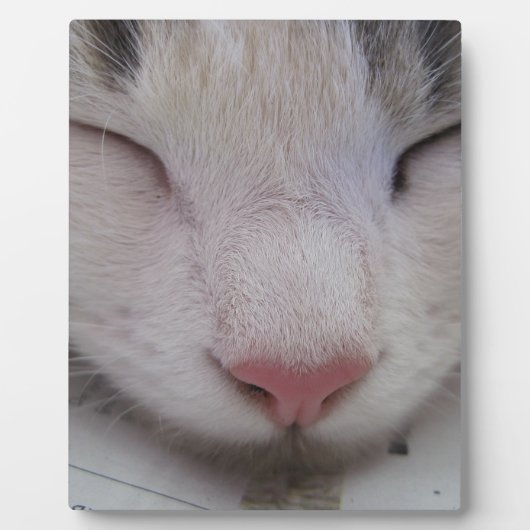 Schlafkatze Fotoplatte (Vorderseite)