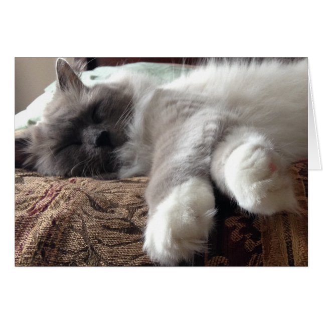 Schlafkatze, Karte (Vorderseite (Horizontal))