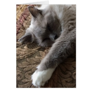 Schlafkatze, Karte