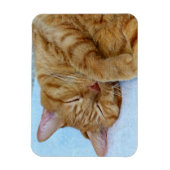 Schlafkatze Magnet (Vertikal)
