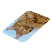 Schlafkatze Magnet (Linke Seite)