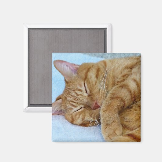 Schlafkatze Magnet (Vorderseite/Rückseite)