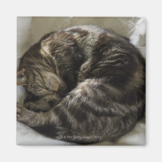 Schlafkatze Magnet (Vorne)