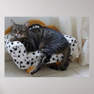 Schlafkatze Poster